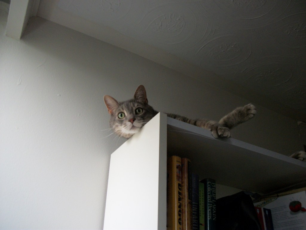 book cat bookshelf
