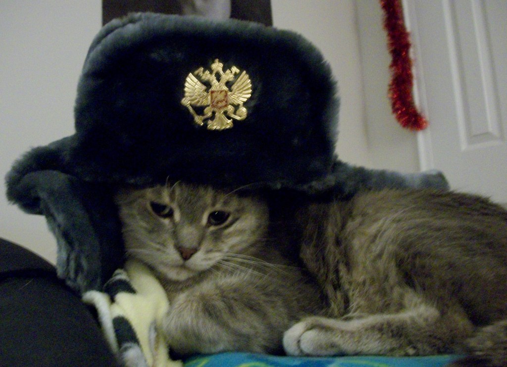 book cat russian hat