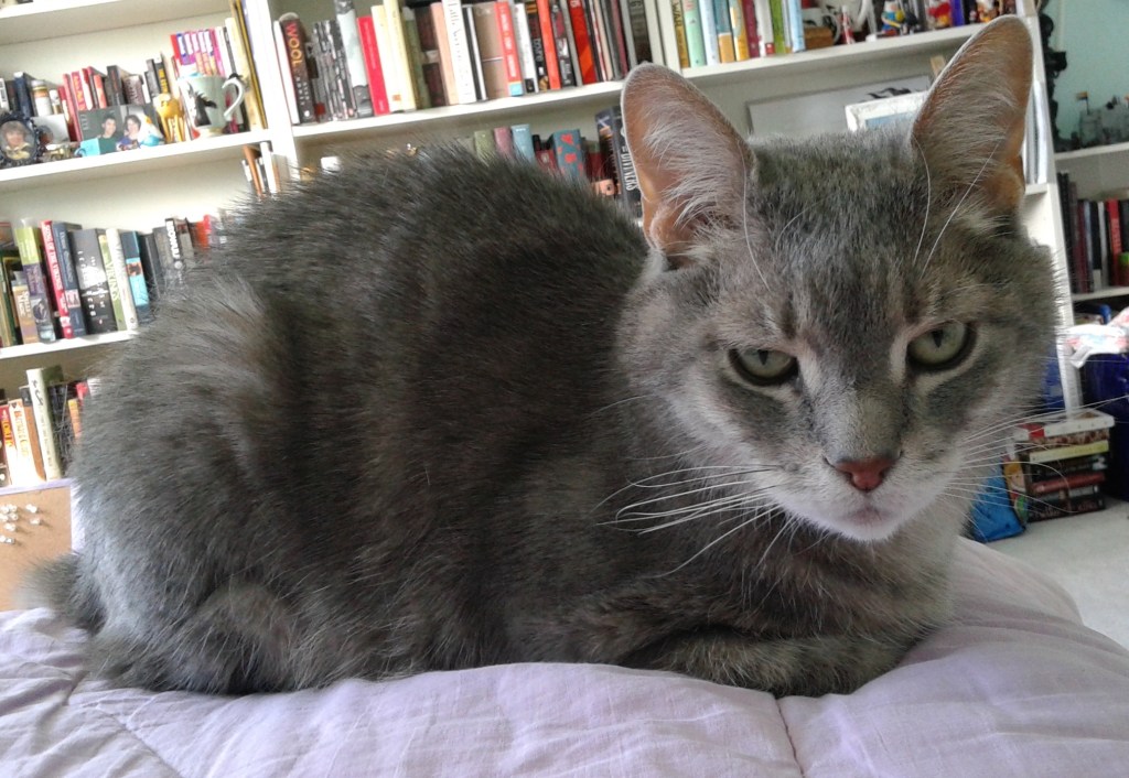 My grief was at the height before thou cam’st, And now like Nilus it disdaineth bounds.